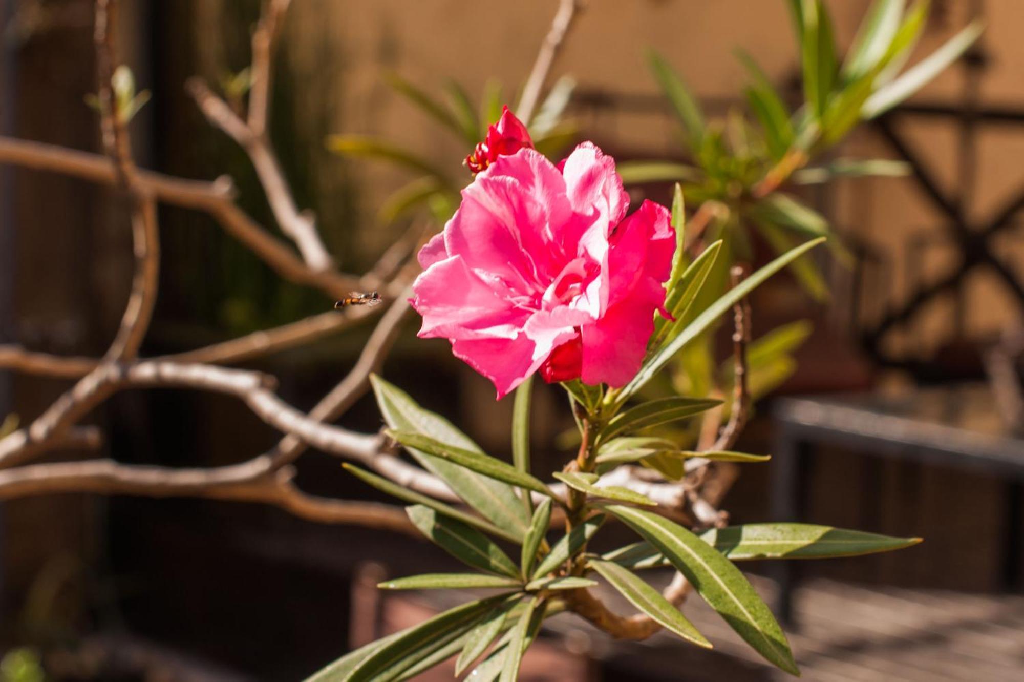בואנוס איירס Apassionata Tango Hotel מראה חיצוני תמונה